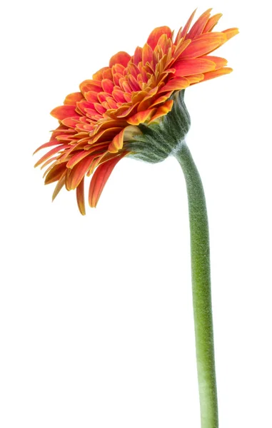 Vertical Orange Gerbera Flower Long Stem Isolated White Background — Stock Photo, Image