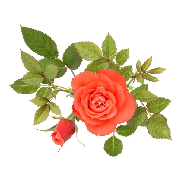 Una Flor Rosa Naranja Con Hojas Aisladas Sobre Fondo Blanco —  Fotos de Stock