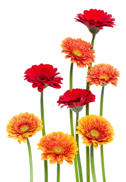 Vertikale Gerbera Blüten Mit Langem Stiel Isoliert Auf Weißem Hintergrund — Stockfoto