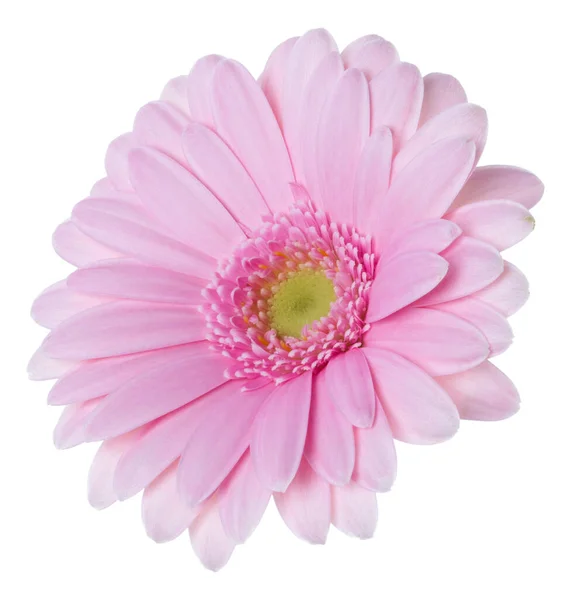 Rózsaszín Gerbera Virág Fej Elszigetelt Fehér Háttér Közelkép Gerbera Levegőben — Stock Fotó