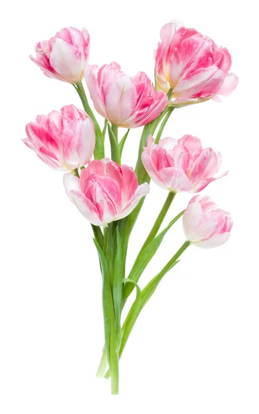 春のピンクのチューリップの花束は 白い背景のクローズアップに隔離されています 花は影なしで空中に束ねられます トップビュー フラットレイ — ストック写真