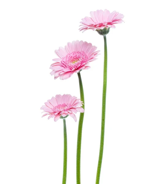 白い背景に長い茎を持つ3つの垂直ピンクのガーベラの花 — ストック写真