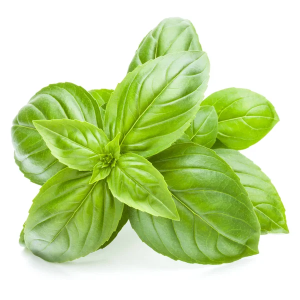 Fresh Sweet Genovese Basil Leaves Isolated White Background Cutout — Stock Photo, Image