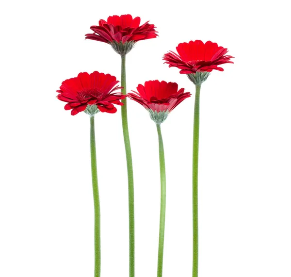 Gerbera Rossa Verticale Con Fusto Lungo Isolato Fondo Bianco Bouquet — Foto Stock