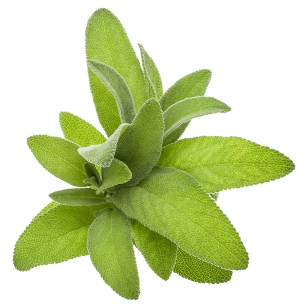 Salvia Ört Lämnar Bukett Isolerad Vit Bakgrund Cutout — Stockfoto