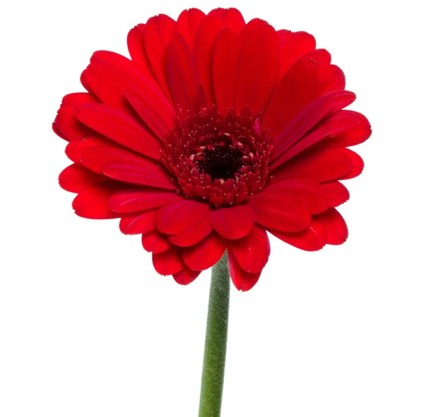 Flor Gerbera Vermelha Vertical Com Haste Longa Isolada Sobre Fundo — Fotografia de Stock
