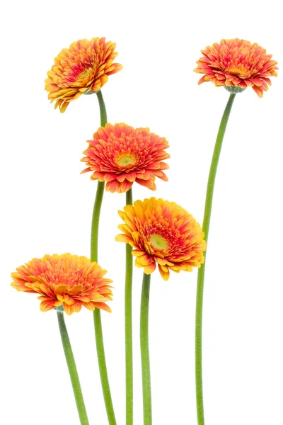 Gerbera Verticale Arancio Con Fusto Lungo Isolato Fondo Bianco Bouquet — Foto Stock