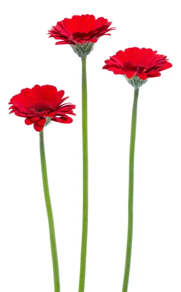 白い背景に隔離された長い茎を持つ3つの垂直赤いガーベラの花 — ストック写真