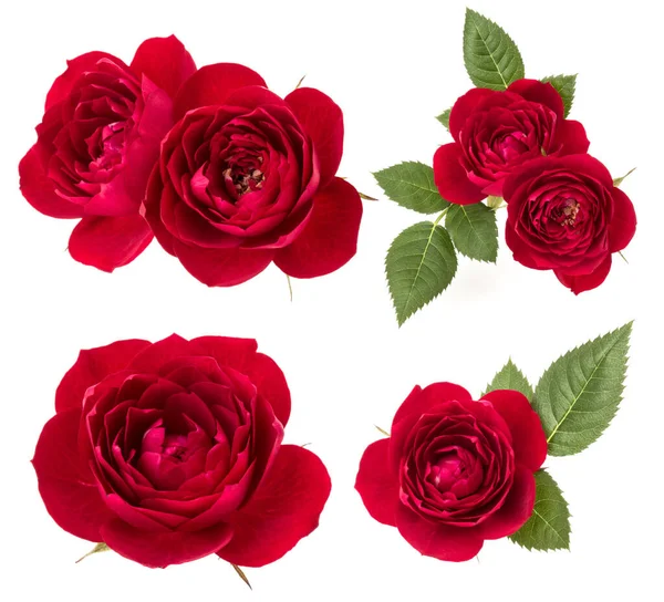 Коллекция Красных Роз Выделена Белом Фоне Набор Разных Букет Плоский — стоковое фото