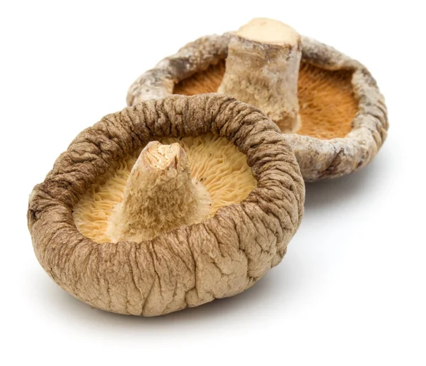 Cogumelo Shiitake Seco Isolado Fundo Branco — Fotografia de Stock