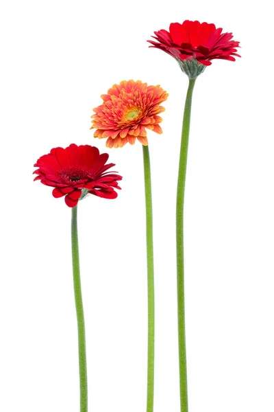 Drei Vertikale Gerbera Blüten Mit Langem Stiel Isoliert Auf Weißem — Stockfoto