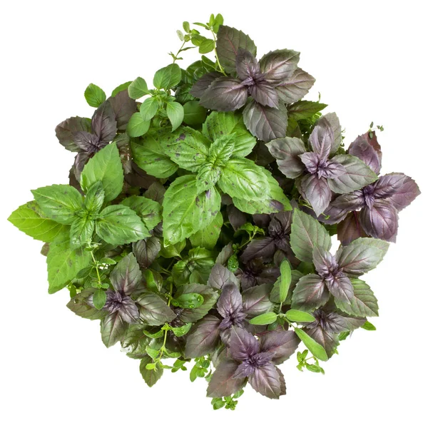 Fresh Spices Herbs Bouquet Isolated White Background Cutout Sweet Basil — Stock Photo, Image