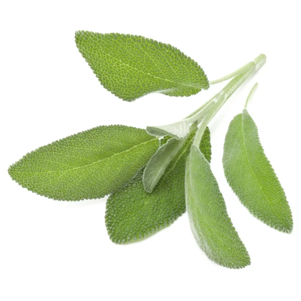 Hojas Salvia Aisladas Sobre Fondo Blanco Recorte — Foto de Stock