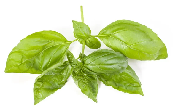 Sweet Basil Herb Leaves Isolated White Background Genovese Basil Leaf — Stock Photo, Image