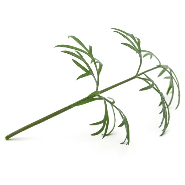 Close Shot Branch Fresh Green Dill Herb Leaves Isolated White — Stock Photo, Image