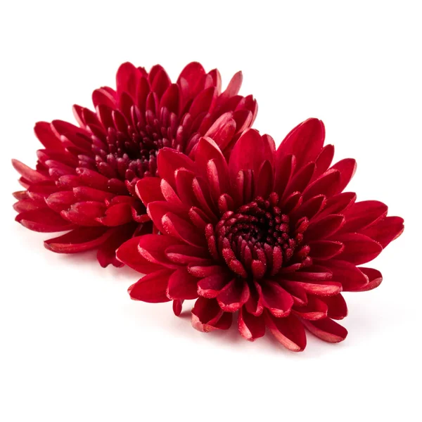 Fleur Chrysanthème Rouge Isolée Sur Fond Blanc — Photo