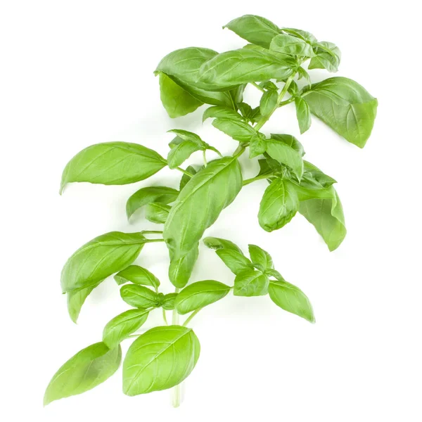 Sweet Genovese Basilicum Tak Geïsoleerd Een Witte Achtergrond Plat Top — Stockfoto