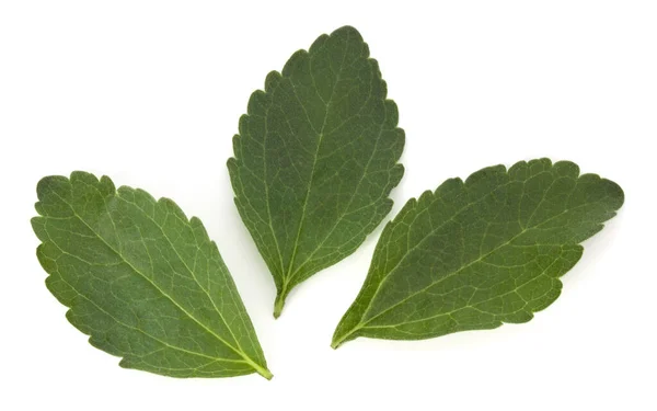Stevia Lässt Stücke Isoliert Auf Weißem Hintergrund Herausschneiden — Stockfoto
