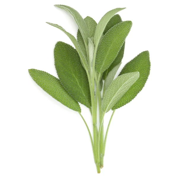 Sage Herb Leaves Bouquet Isolated White Background Cutout Top View — Stock Photo, Image