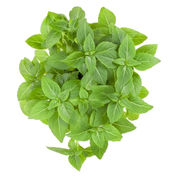 Fresh Greek Basil Herbs Bouquet Isolated White Background Cutout Top — Stock Photo, Image
