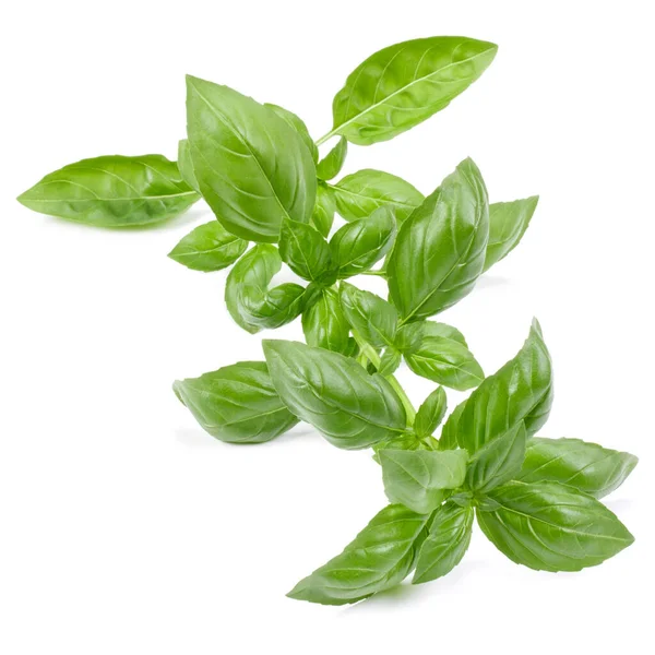 Zoete Basilicum Kruid Laat Geïsoleerd Witte Achtergrond Genovese Basilicum Blad — Stockfoto