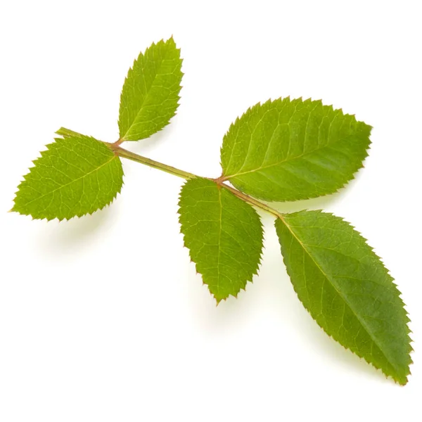 Groene Roos Blad Geïsoleerd Witte Achtergrond Cutout — Stockfoto