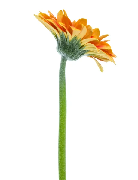 Gerbera Verticale Arancio Fiore Con Gambo Lungo Isolato Sfondo Bianco — Foto Stock