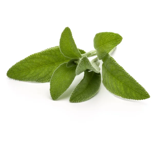 Salvia Ört Lämnar Bukett Isolerad Vit Bakgrund Cutout — Stockfoto