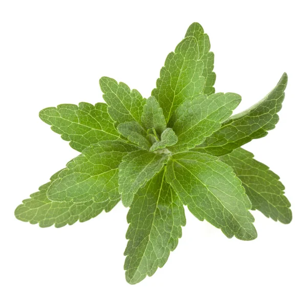 Stevia Φύλλα Κομμάτια Λευκό Φόντο Κομμένες Απομονωμένες — Φωτογραφία Αρχείου