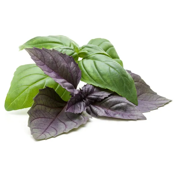 Close Studio Shot Fresh Green Red Basil Herb Leaves Mix — Stock Photo, Image