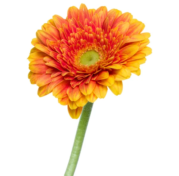 Vertikal Orange Gerbera Blomma Med Lång Stjälk Isolerad Över Vit — Stockfoto