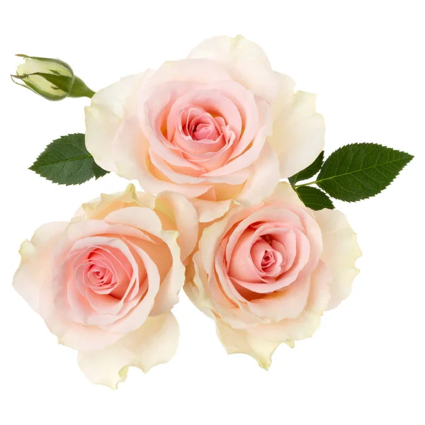 Drei Rosa Rosen Isoliert Auf Weißem Hintergrund Nahaufnahme Rosenblütenstrauß Der — Stockfoto