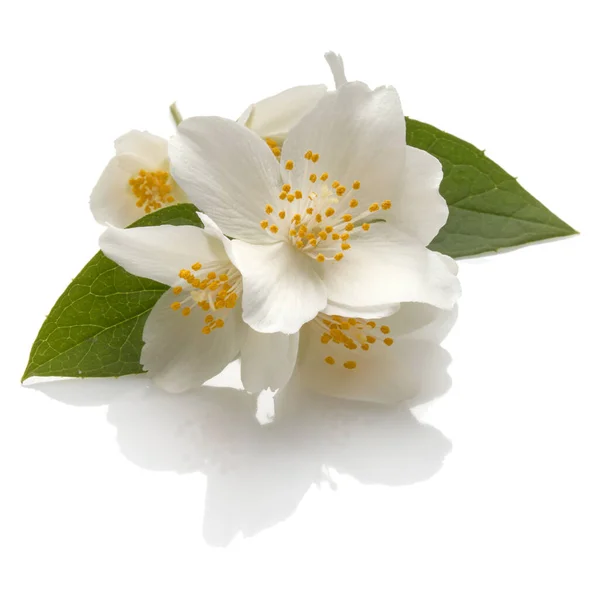 Jasmijn Bloemen Geïsoleerd Een Witte Achtergrond Knipsel — Stockfoto