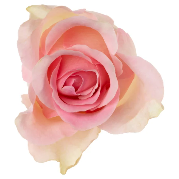 Różowa Róża Wyizolowana Białym Tle Zbliżenie Róża Kwiat Głowa Powietrzu — Zdjęcie stockowe