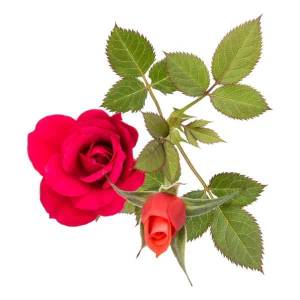 Twee Rood Roze Bloemen Geïsoleerd Met Bladeren Witte Achtergrond Knipsel — Stockfoto