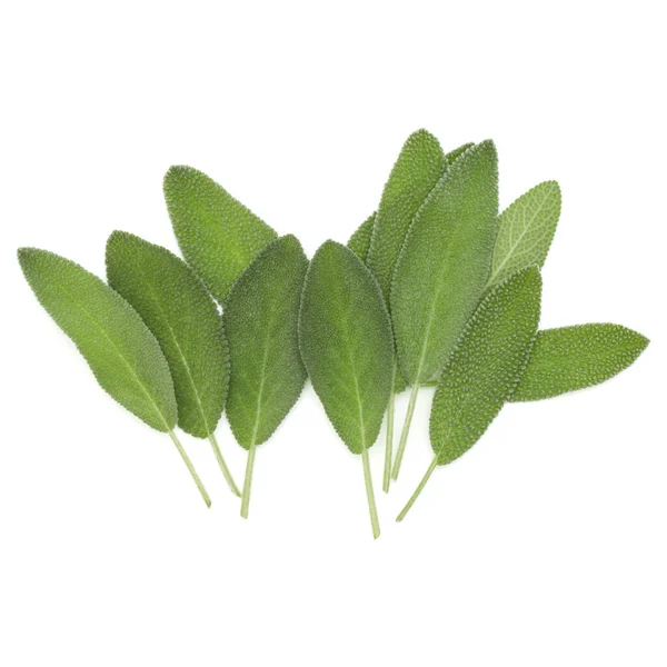 Sage Leaves Isolated White Background Cutout — Stock Photo, Image