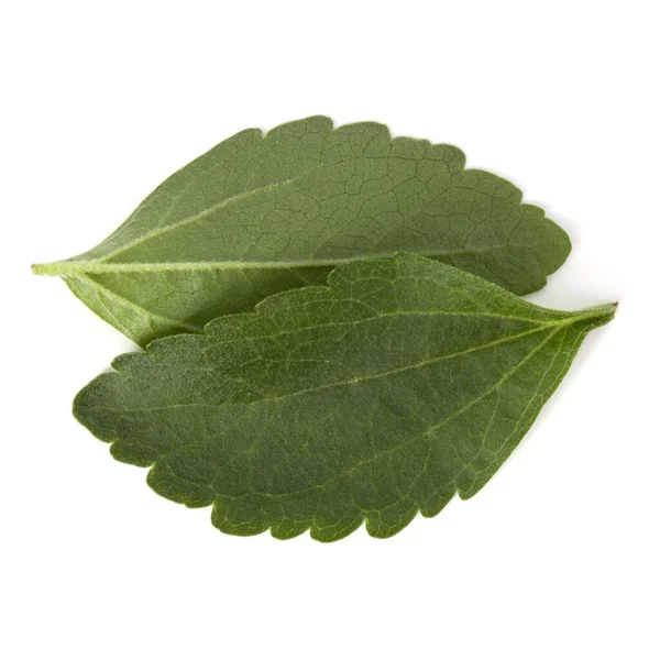 Stevia adet izole om beyaz arka plan kesip bırakır.