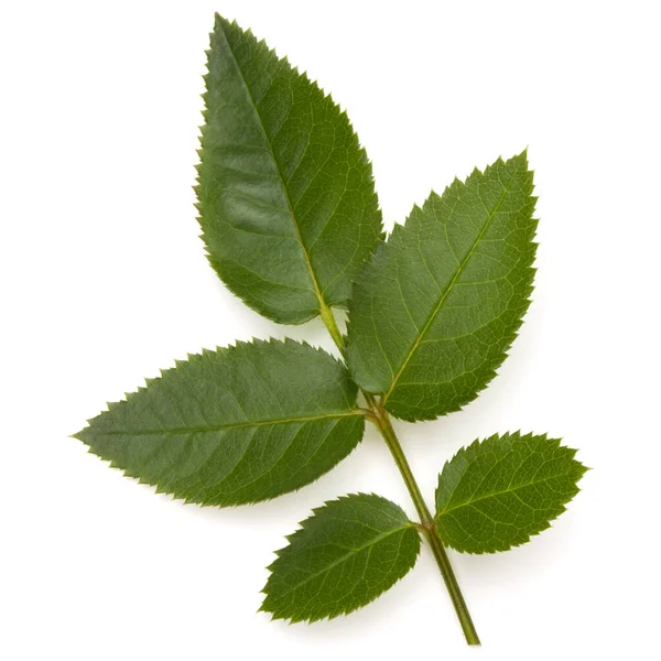 Groene Roos Blad Geïsoleerd Witte Achtergrond Cutout — Stockfoto