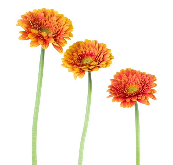 Tre Fiori Verticali Gerbera Arancione Con Fusto Lungo Isolato Fondo — Foto Stock