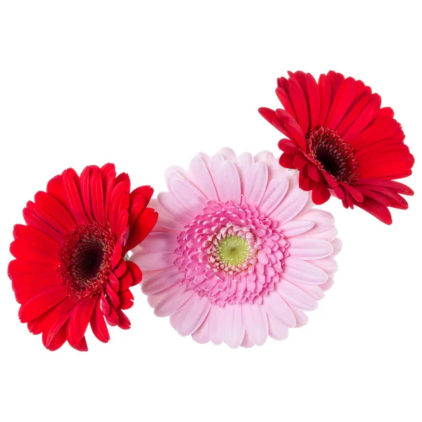 Tres Cabezas Flores Gerberas Rosadas Rojas Rojas Aisladas Sobre Fondo — Foto de Stock