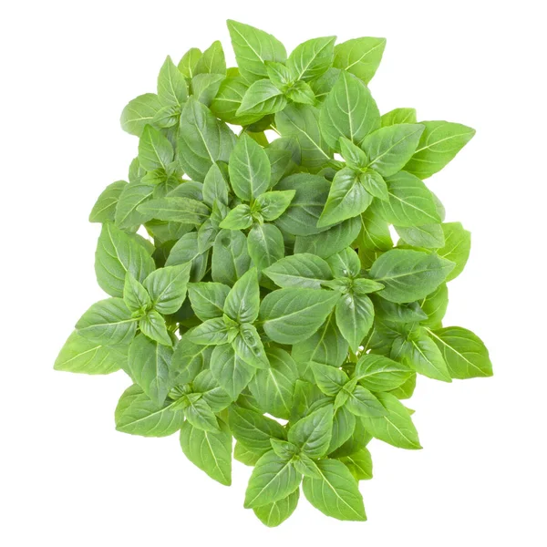 Fresh Greek Basil Herbs Bouquet Isolated White Background Cutout Top — Stock Photo, Image