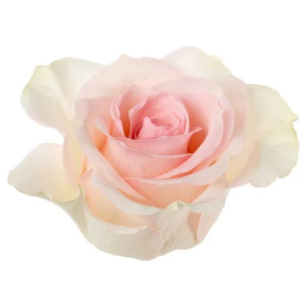 Rosa Rosa Isolada Fundo Branco Closeup Rosa Flor Cabeça Sem — Fotografia de Stock
