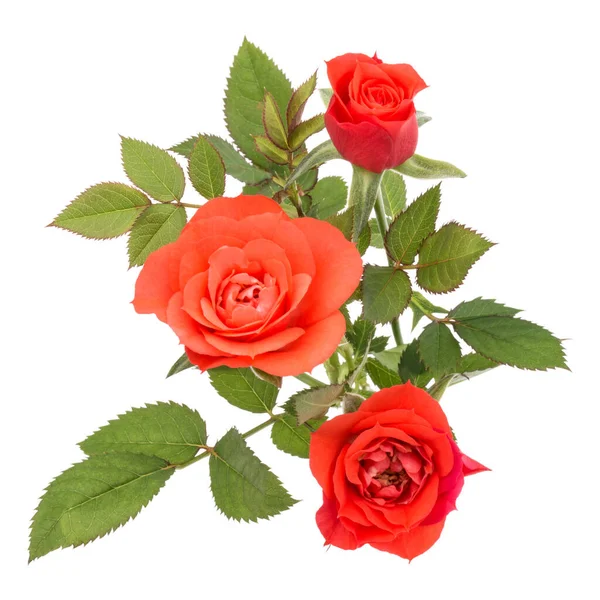 Bouquet Fiori Rosa Arancione Con Foglie Verdi Isolate Sfondo Bianco — Foto Stock