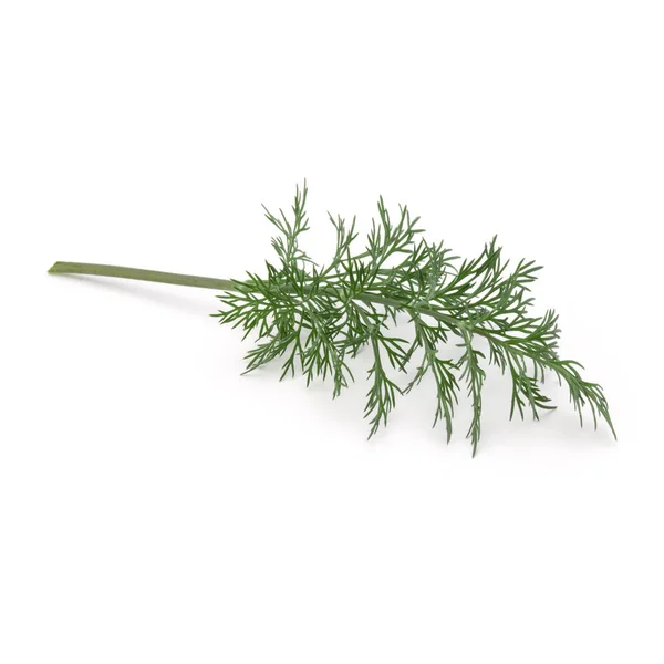 Close Shot Branch Fresh Green Dill Herb Leaves Isolated White — Stock Photo, Image