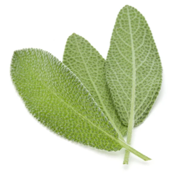 Sage Leaves Isolated White Background Cutout — Stock Photo, Image