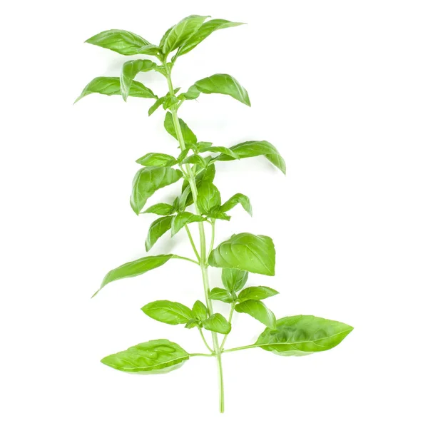 Sweet Genovese Basil Branch Isolated White Background Flat Top View — Stock Photo, Image