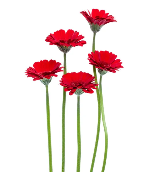 白い背景に隔離された長い茎を持つ垂直赤ガーベラの花 春の花束 — ストック写真