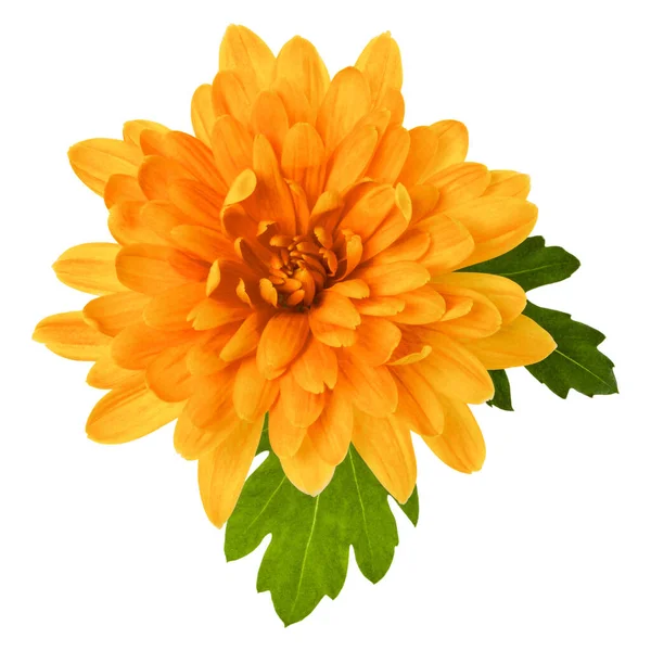 Una Cabeza Flor Crisantemo Con Hojas Verdes Aisladas Sobre Fondo —  Fotos de Stock