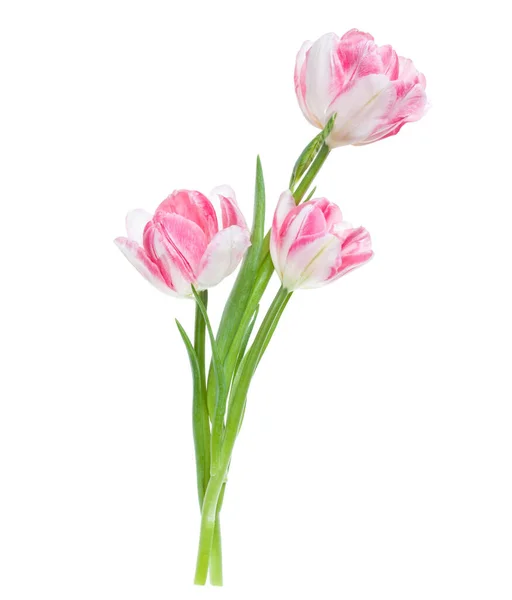 Ramo Tres Flores Tulipanes Rosados Primaverales Aisladas Sobre Fondo Blanco —  Fotos de Stock