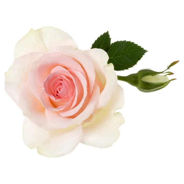 Roze Roos Geïsoleerd Witte Achtergrond Close Rose Bloem Hoofd Lucht — Stockfoto